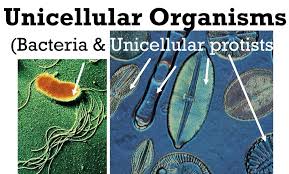 uni and multicellular,Understanding Uni and Multicellular: A Detailed Exploration