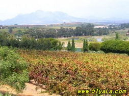 stellenbosch uni,History and Legacy