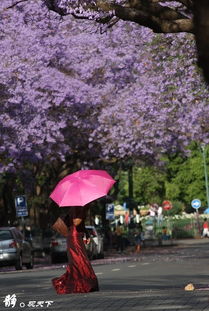 uni of pretoria,University of Pretoria: A Comprehensive Overview